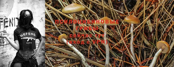 PSILOCYBIN Киренск